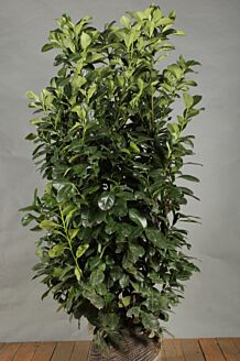 Kirseb&aelig;rlaurb&aelig;r 