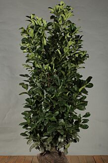 Kirseb&aelig;rlaurb&aelig;r 