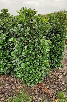 Kirseb&aelig;rlaurb&aelig;r 