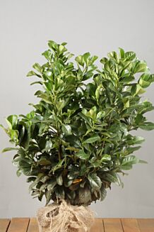 Kirseb&aelig;rlaurb&aelig;r 