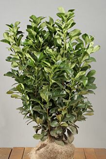 Kirseb&aelig;rlaurb&aelig;r 