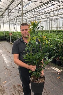 Kirseb&aelig;rlaurb&aelig;r 