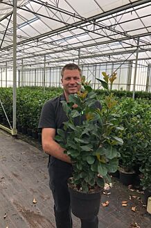 Kirseb&aelig;rlaurb&aelig;r 