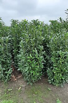 Kirseb&aelig;rlaurb&aelig;r 