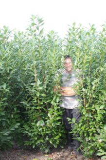 Kirseb&aelig;rlaurb&aelig;r 