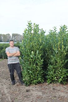 Kirseb&aelig;rlaurb&aelig;r 