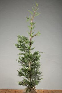 Leyland cypres klump 125-150 cm Klump