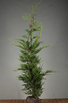 Leyland cypres klump 175-200 cm Klump