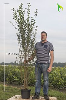 Storbladet liguster potte 175-200 cm Potte