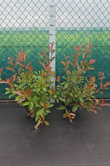 Glansmispel potte 60-80 cm Potte