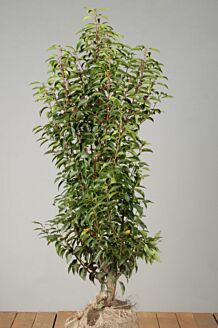 Portugisisk kirsebærlaurbær klump 100-125 cm Klump
