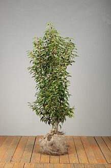 Portugisisk kirsebærlaurbær klump 125-150 cm Klump
