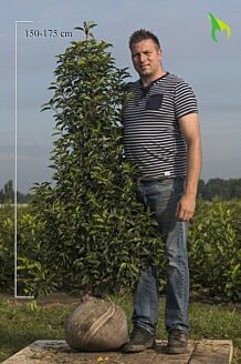 Portugisisk kirsebærlaurbær klump 150-175 cm Klump