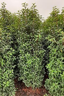 Portugisisk kirseb&aelig;rlaurb&aelig;r klump 200-225 cm Klump