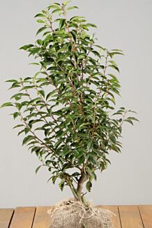 Portugisisk kirseb&aelig;rlaurb&aelig;r klump 40-60 cm Klump