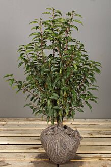 Portugisisk kirsebærlaurbær klump 60-80 cm Klump