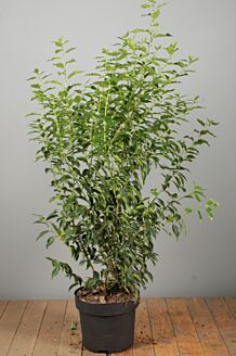 Portugisisk kirsebærlaurbær potte 100-125 cm Potte