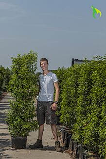 Portugisisk kirsebærlaurbær potte 175-200 cm Potte