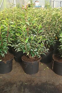 Portugisisk kirseb&aelig;rlaurb&aelig;r potte 40-60 cm Potte