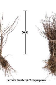 Rød Hækberberis barrods 20-30 cm Barrods