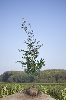 Rødbøg klump 150-175 cm Klump