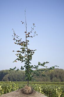 Rødbøg klump 175-200 cm Klump