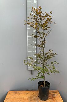 Rødbøg potte 100-125 cm Potte