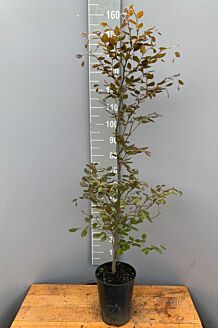 Rødbøg potte 150-175 cm Potte