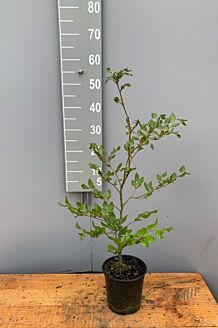 Rødbøg potte 40-60 cm Potte