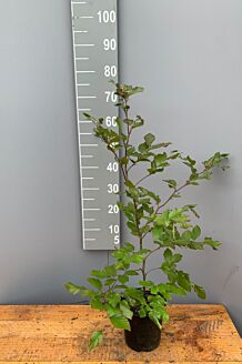 Rødbøg potte 60-80 cm Potte