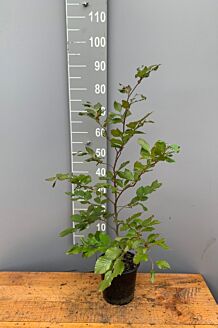 Rødbøg potte 80-100 cm Potte