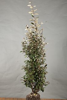 Sølvblad klump 125-150 cm Klump