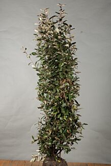 Sølvblad klump 175-200 cm Klump