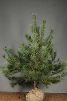 Skovfyr klump 150-175 cm Klump