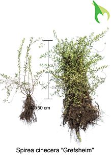 Spiræa cinerea 