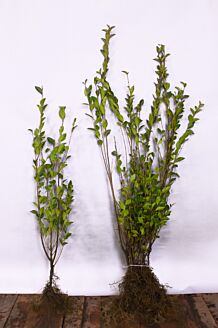 Storbladet liguster barrods 100-125 cm Barrods