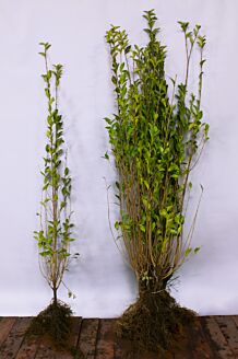 Storbladet liguster barrods 125-150 cm Barrods