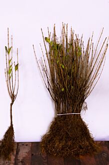 Storbladet liguster barrods 40-60 cm Barrods