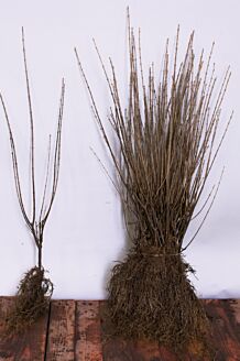 Storbladet liguster barrods 60-80 cm Barrods