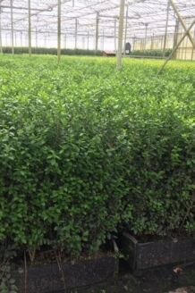 Storbladet liguster f&aelig;rdigh&aelig;k 80-100 cm F&aelig;rdigh&aelig;k