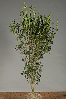 Storbladet liguster klump 125-150 cm Klump