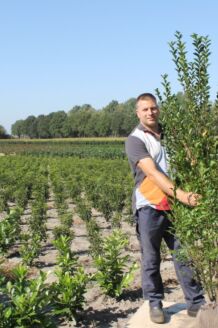 Storbladet liguster klump 175-200 cm Klump