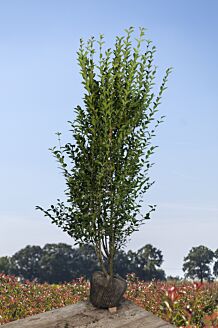 Storbladet liguster klump 200-225 cm Klump