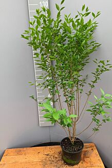 Storbladet liguster potte 100-125 cm Potte