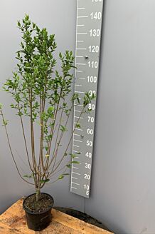 Storbladet liguster potte 125-150 cm Potte