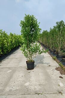 Storbladet liguster potte 150-175 cm Potte