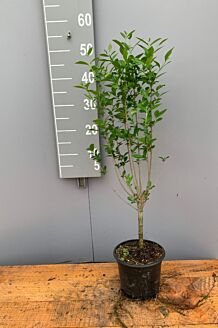 Storbladet liguster potte 40-60 cm Potte