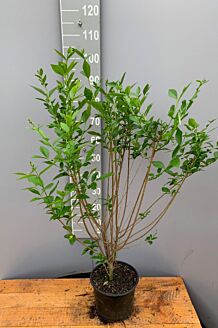Storbladet liguster potte 80-100 cm Potte