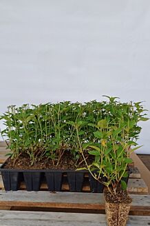 Syrenhortensia rød klump 25-30 cm Klump