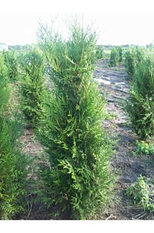 Thuja 